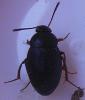 Catops sp.